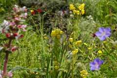 Pedicularis hoffmeisteri